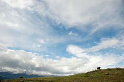 At the farm Los Camino, where the legendary bullfighter Paco Camino rears bulls, a mature bull stood silhouetted on the side of a hill